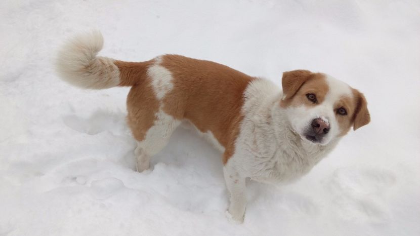  - AAAAAAAAA__DIVA_OSMI URMASUL LUI OSMAN IN MEMORIAM