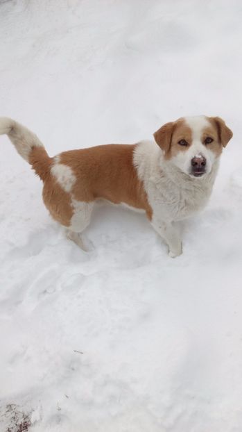  - AAAAAAAAA__DIVA_OSMI URMASUL LUI OSMAN IN MEMORIAM