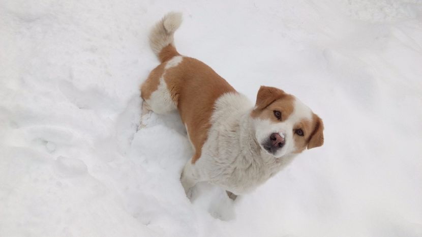  - AAAAAAAAA__DIVA_OSMI URMASUL LUI OSMAN IN MEMORIAM