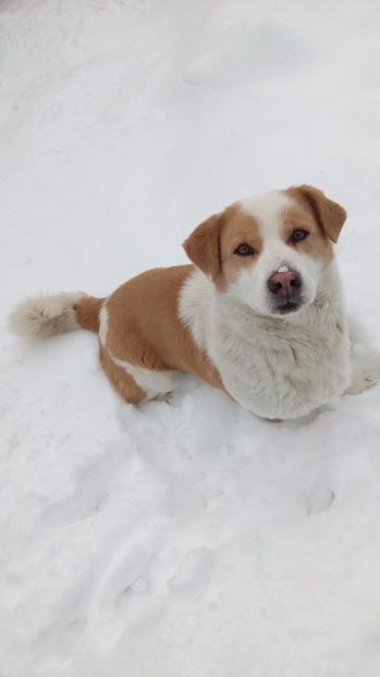  - AAAAAAAAA__DIVA_OSMI URMASUL LUI OSMAN IN MEMORIAM