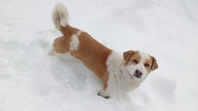  - AAAAAAAAA__DIVA_OSMI URMASUL LUI OSMAN IN MEMORIAM