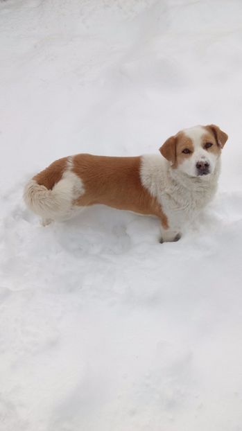  - AAAAAAAAA__DIVA_OSMI URMASUL LUI OSMAN IN MEMORIAM