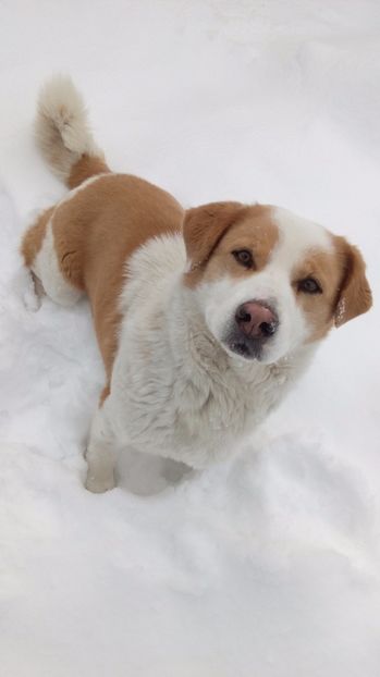  - AAAAAAAAA__DIVA_OSMI URMASUL LUI OSMAN IN MEMORIAM