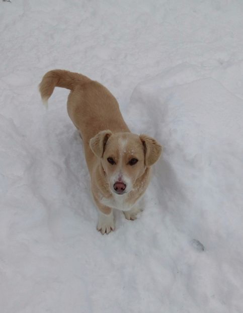  - AAAAAAAAA__DIVA_OSMI URMASUL LUI OSMAN IN MEMORIAM