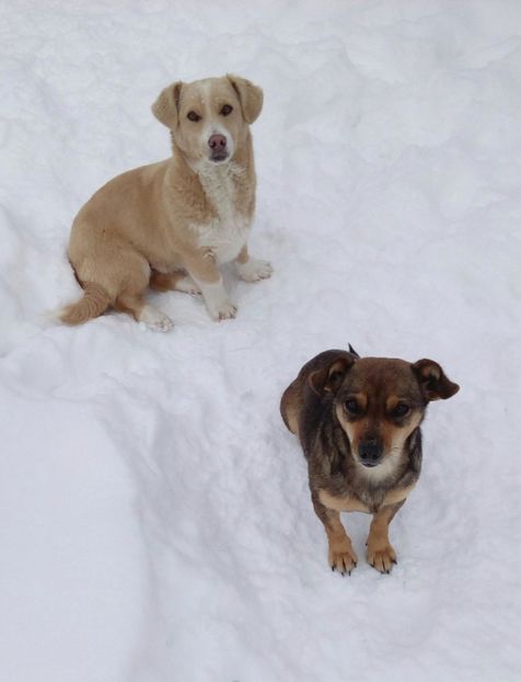  - AAAAAAAAA__DIVA_OSMI URMASUL LUI OSMAN IN MEMORIAM