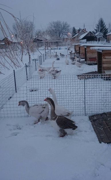  - Cholmogory 2015-16-17-18