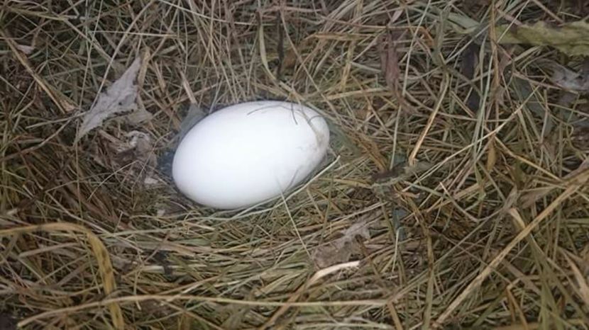  - Cholmogory 2015-16-17-18