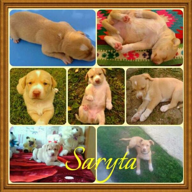  - AAAAAAAAA__DIVA_OSMI URMASUL LUI OSMAN IN MEMORIAM