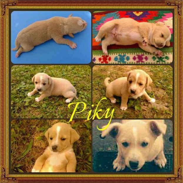  - AAAAAAAAA__DIVA_OSMI URMASUL LUI OSMAN IN MEMORIAM