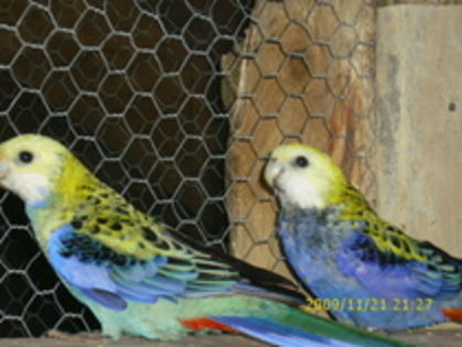 Pereche-Rosella-Pale