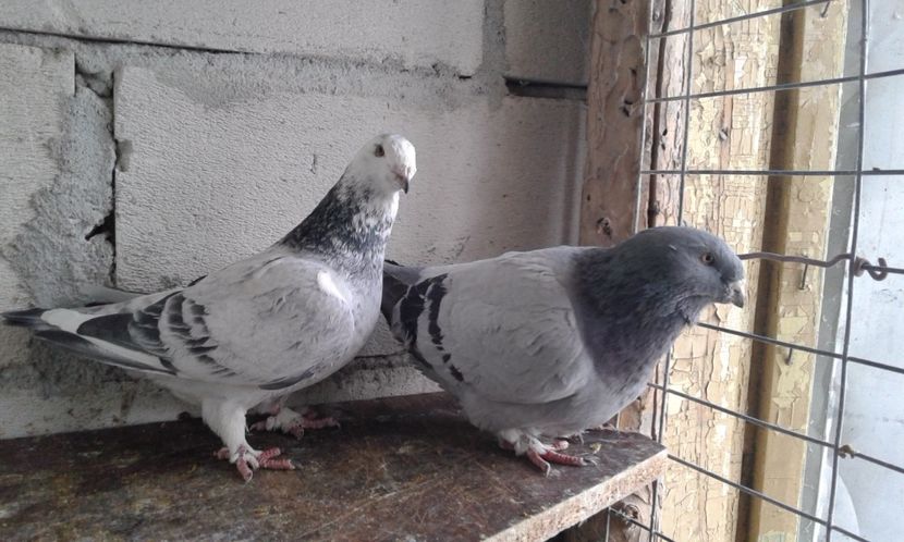  - Cuci -Albastri- Matca 2018