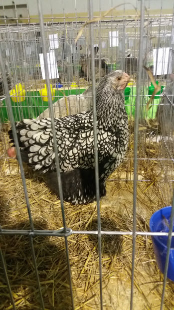  - Wyandotte argintiu matca 2017