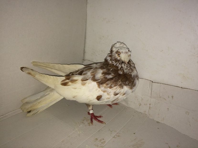 5687  mascul  2015 - Plecați ALBUM 1