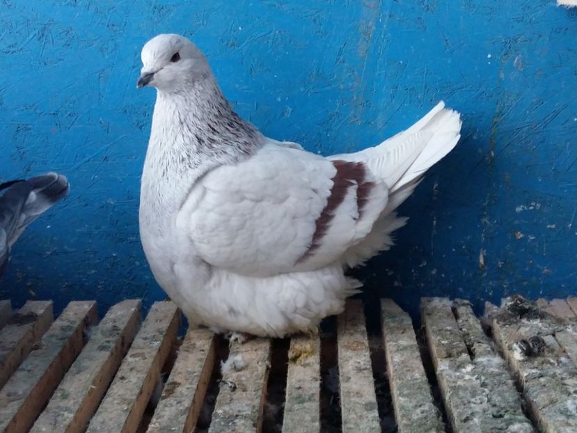  - 13 Mondain Francez