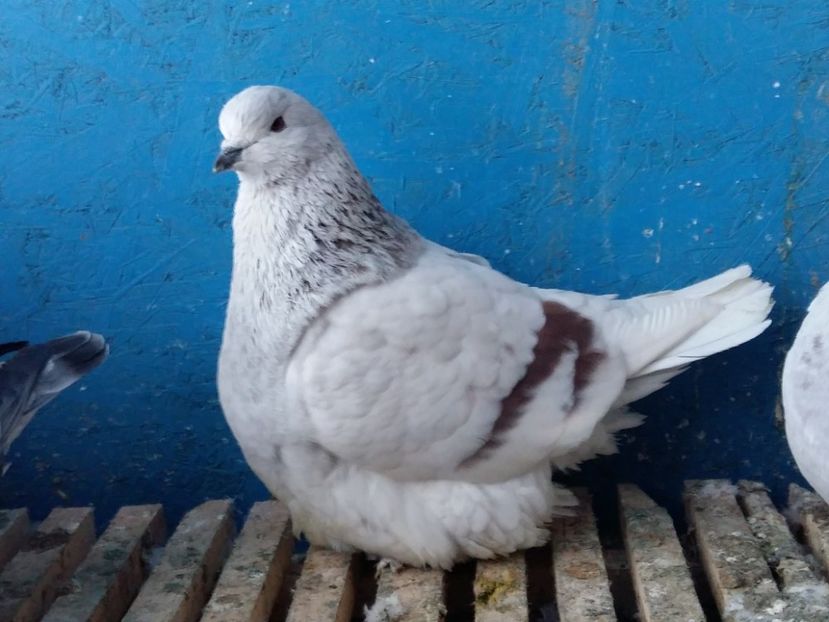  - 13 Mondain Francez