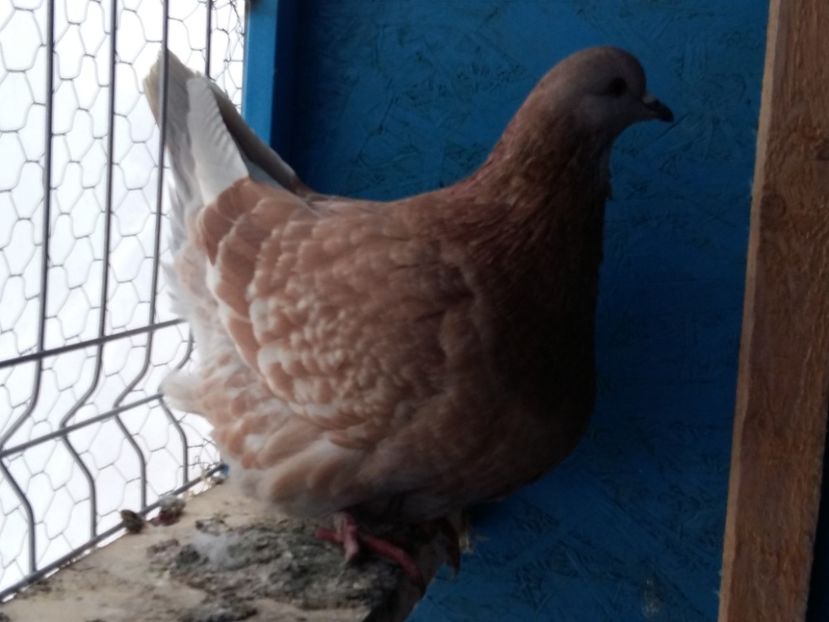  - 13 Mondain Francez