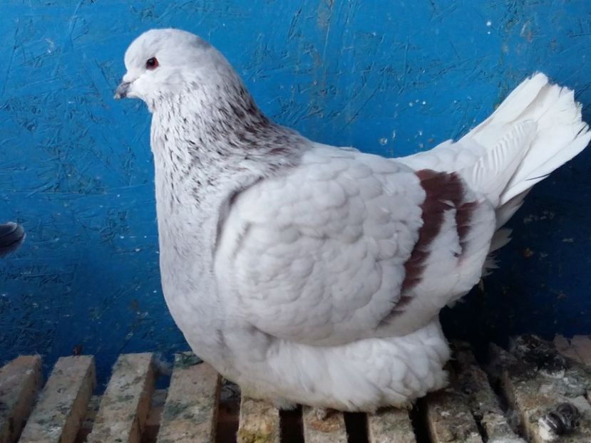  - 13 Mondain Francez