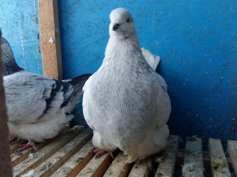  - 13 Mondain Francez