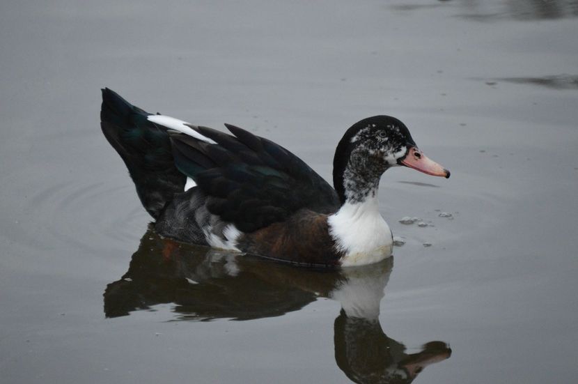 4iRuRVc - Hibrizi muscovy x mallard poze internet