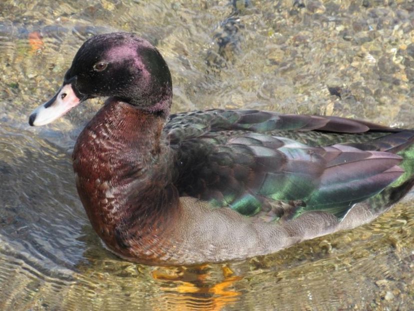  - Hibrizi muscovy x mallard poze internet