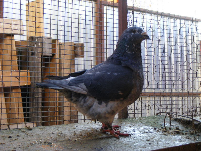 M 2016 VANDUT FEB.2017 - PORUMBEI VINDUTI