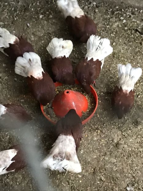  - Ciungi de Bucuresti