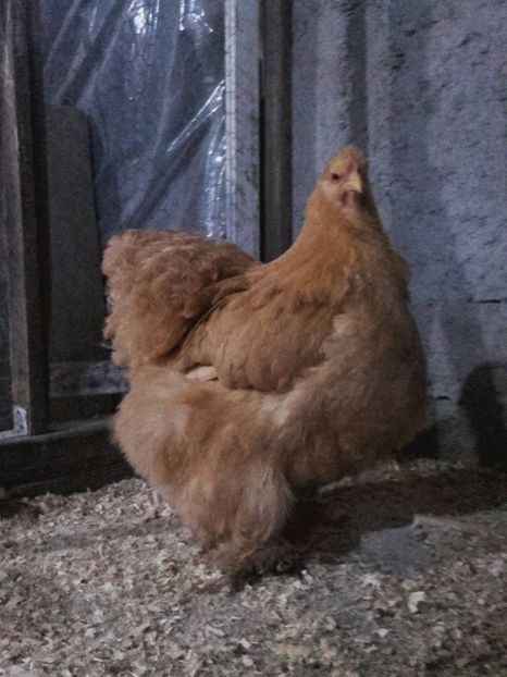  - cochin urias galben