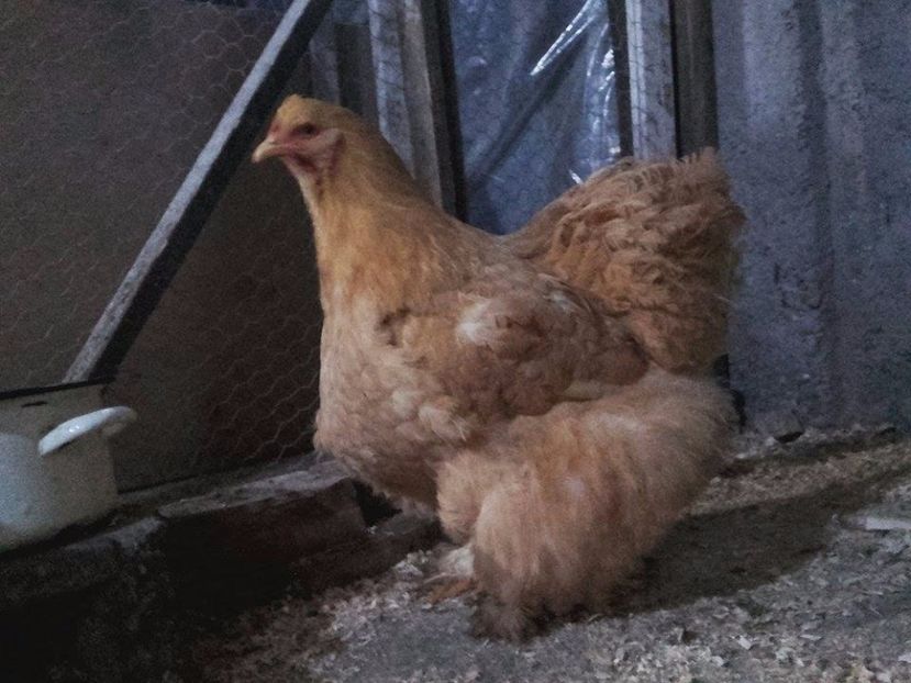  - cochin urias galben