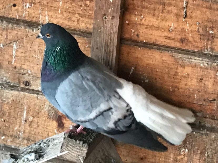  - Vargati cu dunga alba