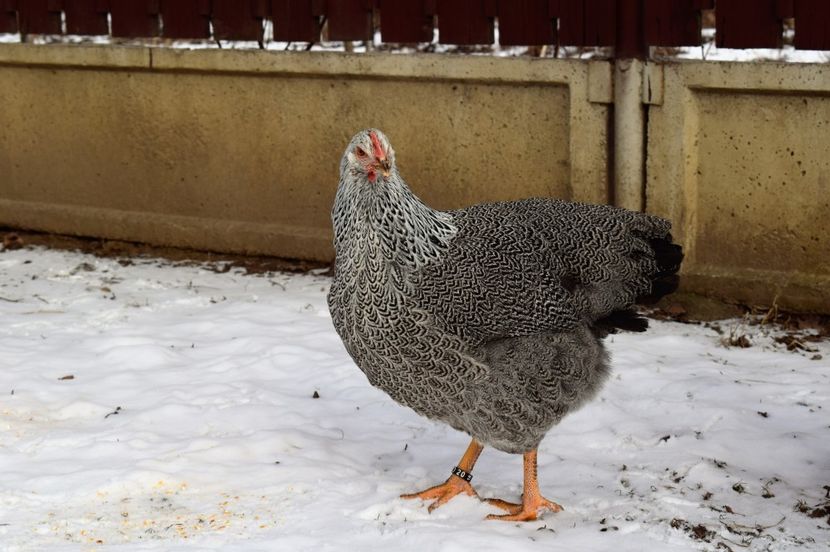  - PLYMOUTH ROCK SILVER 2016-2017