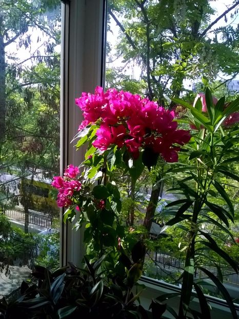 IMG-20160430-WA0001 - Bougainvillea - Vera Deep Purple