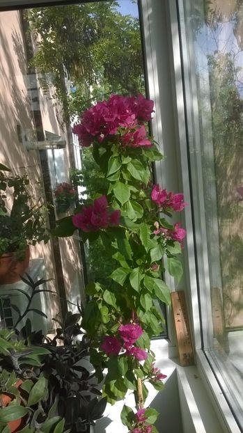  - Bougainvillea - Vera Deep Purple