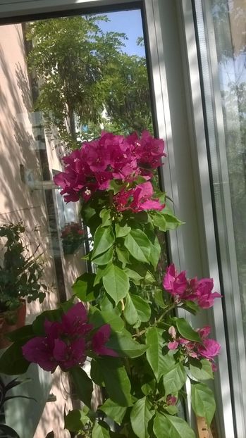  - Bougainvillea - Vera Deep Purple