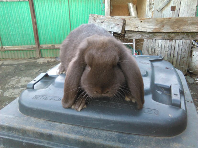  - AAAA PUI Berbec 2017