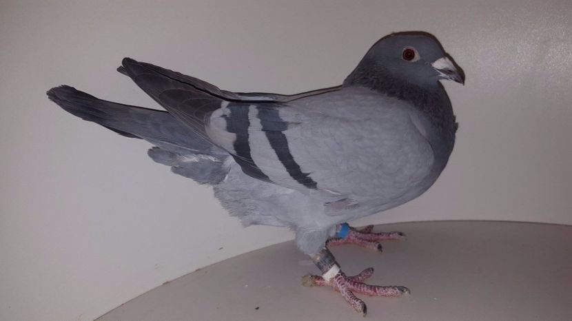 Mira 2016 - 8--8--8- Porumbeii Mei Voiajori