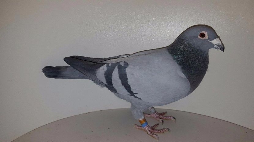 Aripa de Otel 2014 - 8--8--8- Porumbeii Mei Voiajori