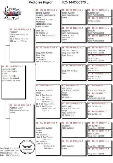 Aripa de otel Pedigree - 8--8--8- Porumbeii Mei Voiajori