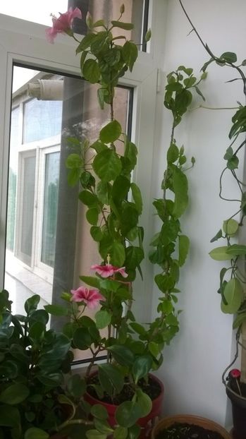  - Hibiscus