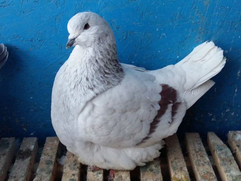  - 13 Mondain Francez