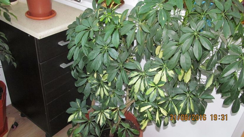  - schefflera arboricola