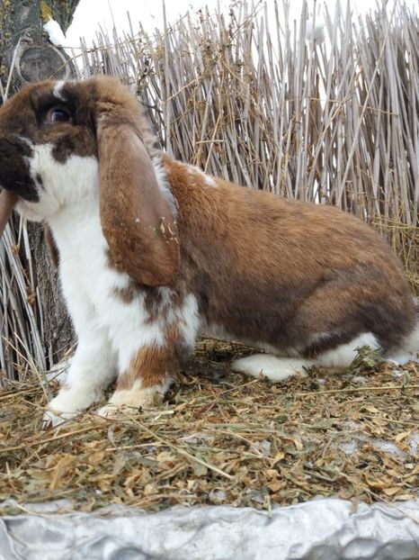 14 luni - MASCUL NR 2