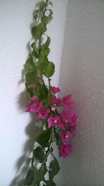  - Bougainvillea - Vera Deep Purple