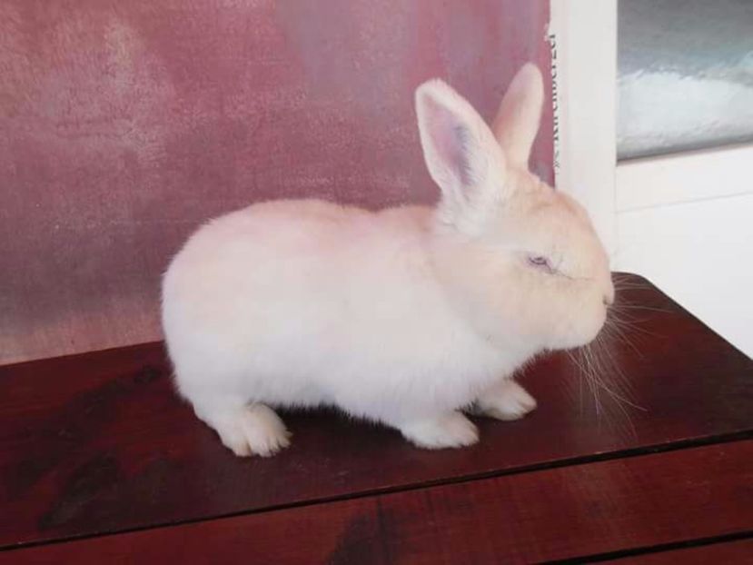 IMG-20170213-WA0010 - mascul  NEO RO11 Rezervat