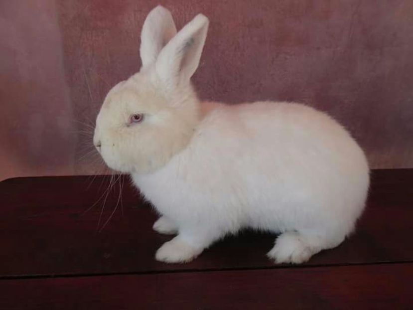 IMG-20170213-WA0003 - mascul  NEO RO11 Rezervat