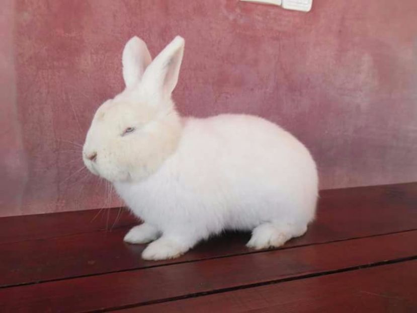 IMG-20170213-WA0001 - mascul  NEO RO11 Rezervat