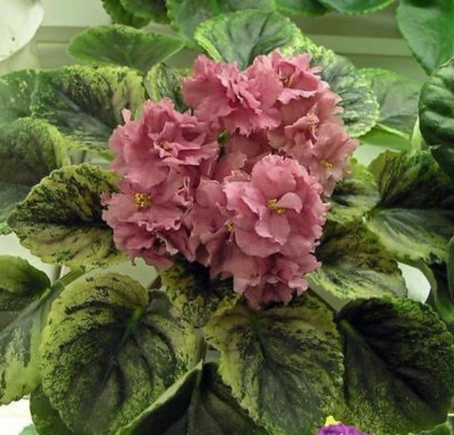 Jan Sahara - Wishlist