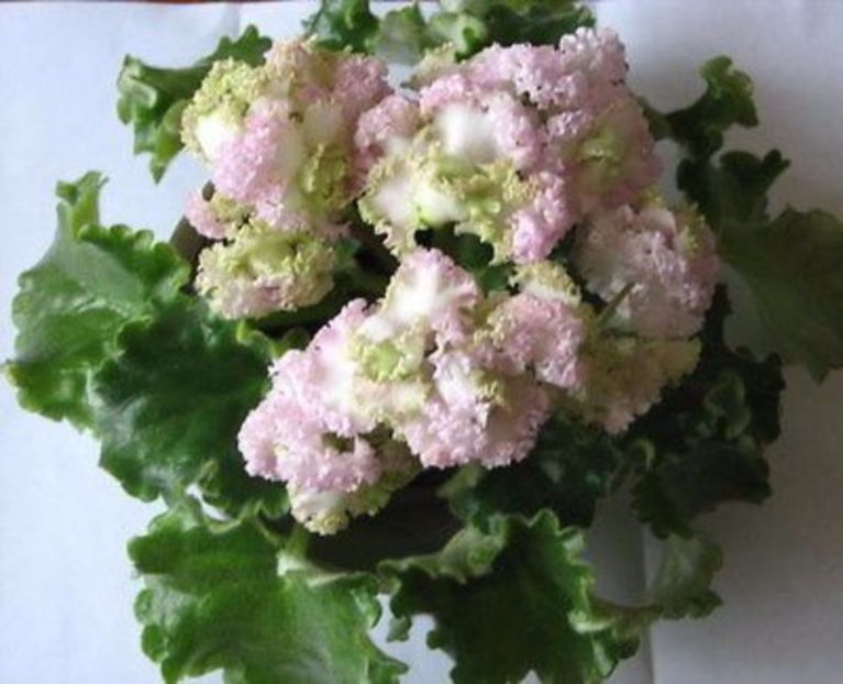 Irish Cream - Wishlist