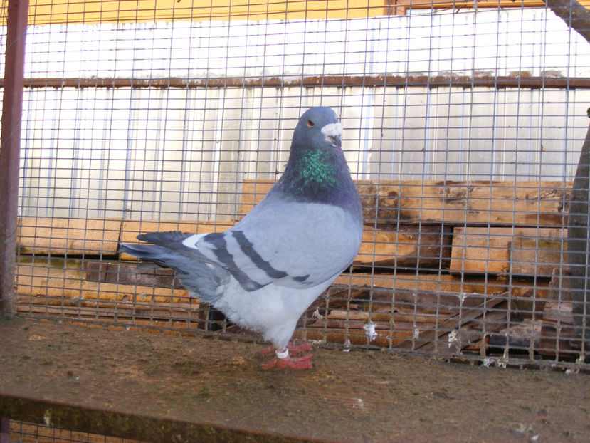 M 2015 VANDUT FEB. 2017 - PORUMBEI VINDUTI