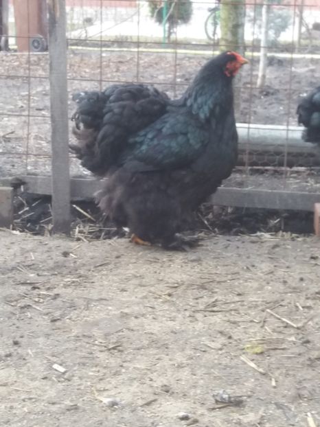  - Cochin negru 2016-2017