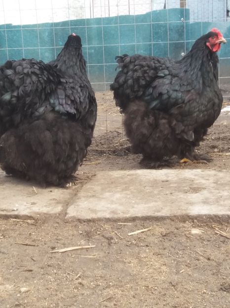  - Cochin negru 2016-2017